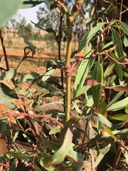 Eucalyptus camaldulensis