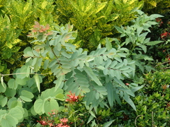 Phyllanthus reticulatus reticulatus