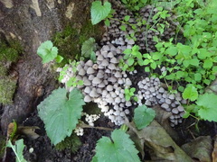 Coprinellus disseminatus