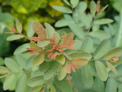 Phyllanthus reticulatus reticulatus