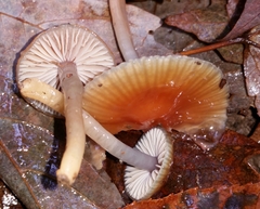 Gliophorus perplexus
