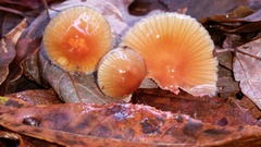 Gliophorus perplexus