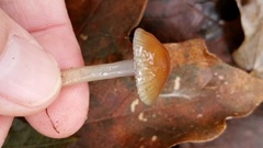Gliophorus perplexus