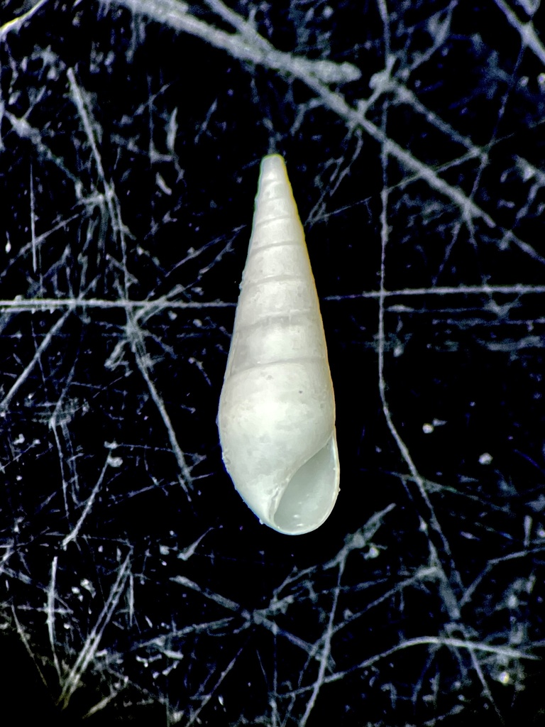 Ivory Eulima