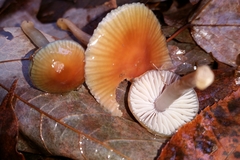 Gliophorus perplexus