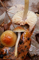 Gliophorus perplexus