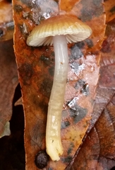 Gliophorus perplexus