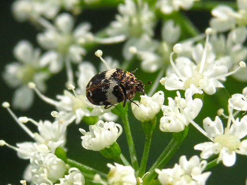 Bird Nest Carpet Beetle, photo 4 of 10