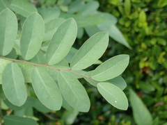Phyllanthus reticulatus reticulatus