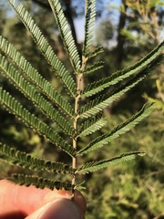 Acacia mearnsii