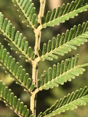 Acacia mearnsii