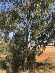Eucalyptus camaldulensis