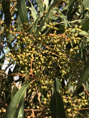 Eucalyptus camaldulensis