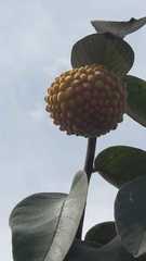 Annona cornifolia