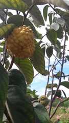 Annona cornifolia