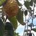 Annona cornifolia - Photo (c) Flavia Sibele Foltran Fialho, algunos derechos reservados (CC BY-NC), subido por Flavia Sibele Foltran Fialho