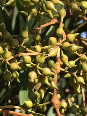 Eucalyptus camaldulensis