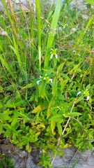 Leucas lavandulifolia