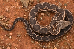 Daboia mauritanica