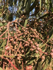 Eucalyptus camaldulensis