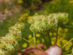 Prangos uloptera