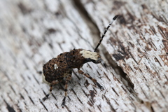 Platystomos albinus
