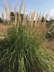Cortaderia selloana