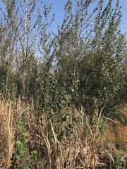 Populus × canescens