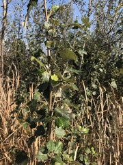 Populus × canescens
