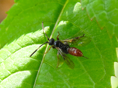 Glyphicnemis profligator