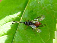 Glyphicnemis profligator