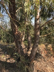 Eucalyptus camaldulensis