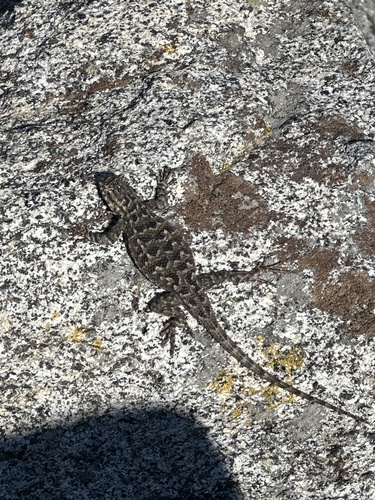 iNaturalist observation photo of Western Fence Lizard