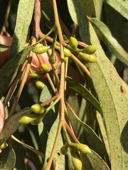 Eucalyptus camaldulensis