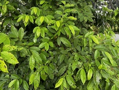 Antidesma bunius, photograph (c) scallions, some rights reserved (CC BY)