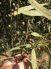 Eucalyptus camaldulensis