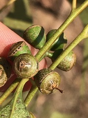 Eucalyptus camaldulensis