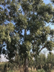 Eucalyptus grandis