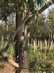 Eucalyptus grandis