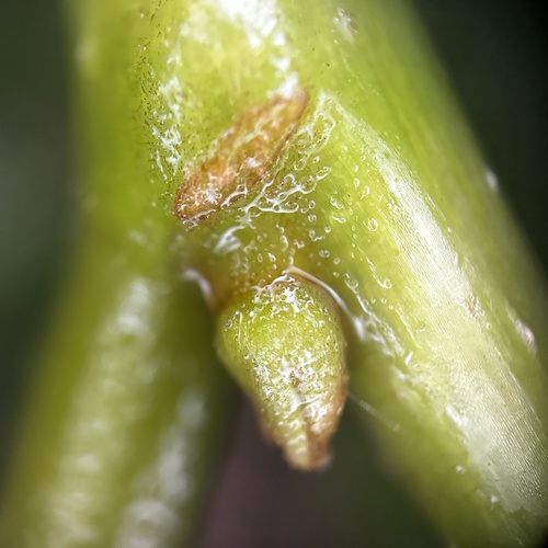Image of Antidesma bunius by (c) scallions, some rights reserved (CC BY)
