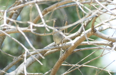 Curruca melanocephala