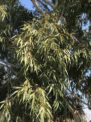 Eucalyptus grandis