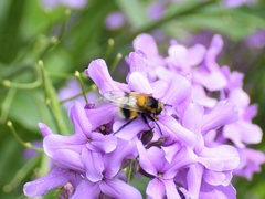 Volucella bombylans