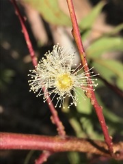 Eucalyptus grandis