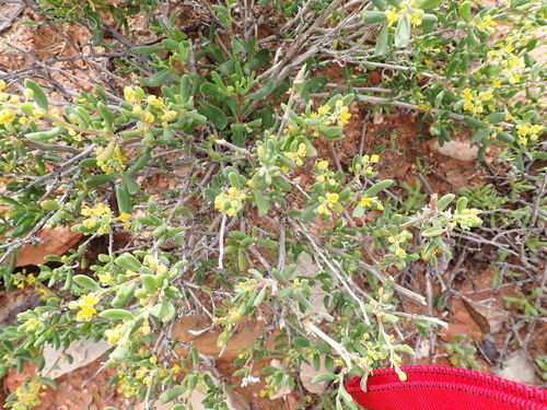 Image of Tetragonia sarcophylla by (c) Nicola van Berkel, some rights reserved (CC BY-SA)