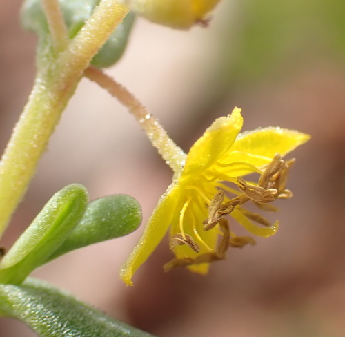 Image of Tetragonia sarcophylla by (c) Nicola van Berkel, some rights reserved (CC BY-SA)