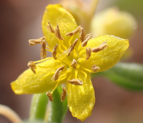 Image of Tetragonia sarcophylla by (c) Nicola van Berkel, some rights reserved (CC BY-SA)