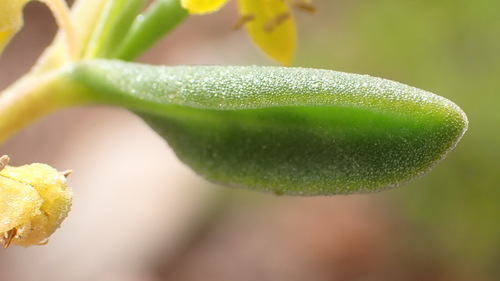 Image of Tetragonia sarcophylla by (c) Nicola van Berkel, some rights reserved (CC BY-SA)
