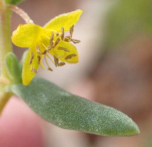 Image of Tetragonia sarcophylla by (c) Nicola van Berkel, some rights reserved (CC BY-SA)