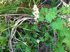 Pyrola asarifolia asarifolia